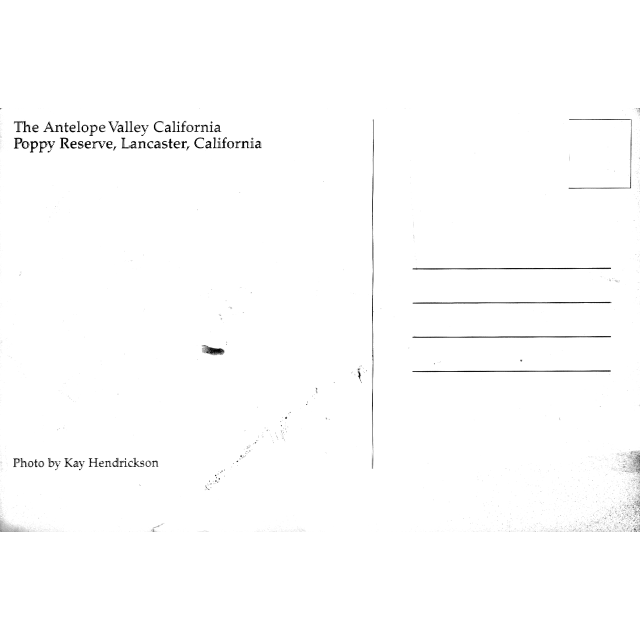 Skeletim Postcard Series by Tim Armstrong 