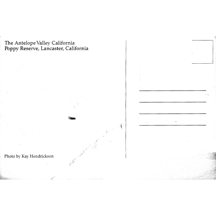 Skeletim Postcard Series by Tim Armstrong 